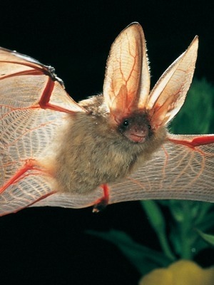 Il Pipistrello Orecchione  l’animale dell’anno in Svizzera