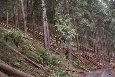 Misure forestali: fondi per le CM